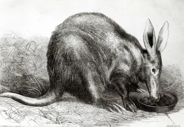 De Kaapse miereneter in de tuinen van de Zoological Society, Regents Park, uit 